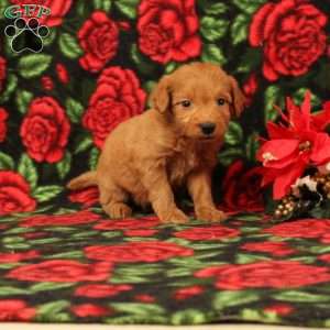 Cinnamon, Mini Goldendoodle Puppy